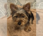 Small Yorkshire Terrier