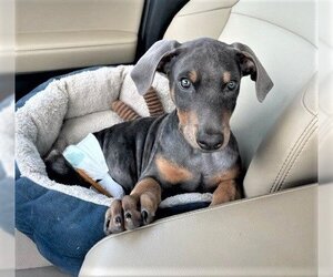 Doberman Pinscher-Unknown Mix Dogs for adoption in Denton, TX, USA
