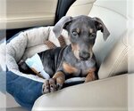 Small Photo #1 Doberman Pinscher-Unknown Mix Puppy For Sale in Denton, TX, USA