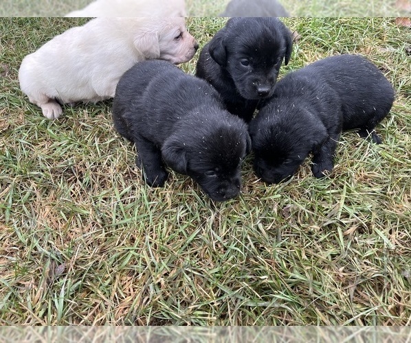 Medium Photo #1 Labrador Retriever Puppy For Sale in CLINTONVILLE, WI, USA