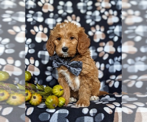 Medium Photo #1 Goldendoodle (Miniature) Puppy For Sale in QUARRYVILLE, PA, USA