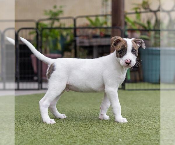 Medium Photo #3 Boxer-Unknown Mix Puppy For Sale in San Diego, CA, USA