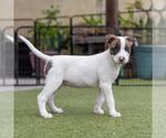 Small #2 Boxer Mix