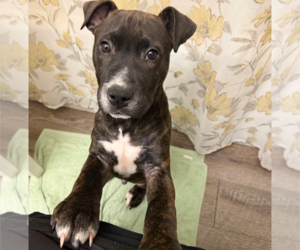 Rudy Rolf - Santa Litter - Male American Staffordshire Terrier-Unknown Mix Dog for Adoption - Photo #4