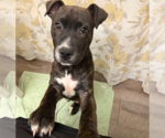 Small Photo #4 American Staffordshire Terrier-Unknown Mix Puppy For Sale in Holly Springs, NC, USA