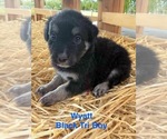 Small #3 Australian Shepherd