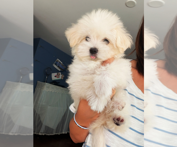 Medium Photo #1 Maltipoo (Toy) Puppy For Sale in ARCADIA, CA, USA