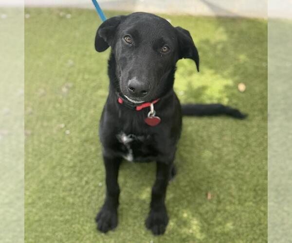Medium Photo #3 Labrador Retriever-Unknown Mix Puppy For Sale in San Diego, CA, USA