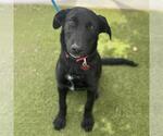 Small #2 Labrador Retriever Mix
