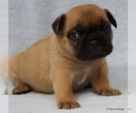 Small Photo #25 French Bulldog Puppy For Sale in WINNSBORO, TX, USA