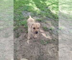 Small #1 Labrador Retriever Mix