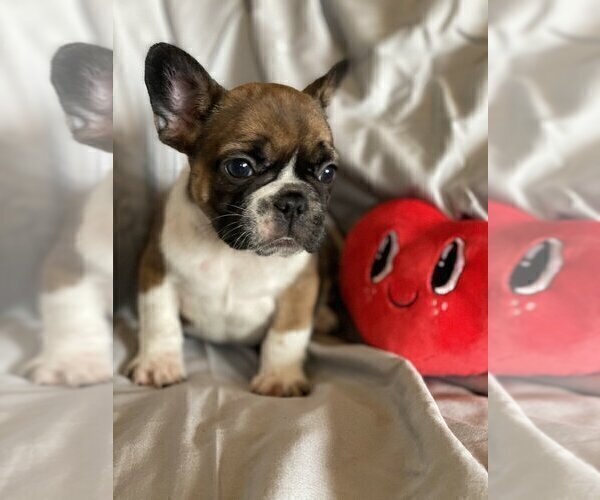 Medium Photo #2 French Bulldog Puppy For Sale in EXCELSIOR, MN, USA
