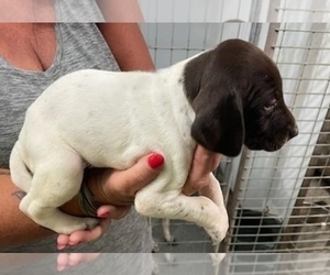 German Shorthaired Pointer Puppy for Sale in STEWARTVILLE, Minnesota USA