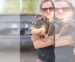Small #5 American Bully