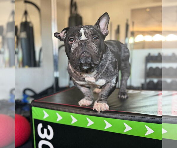 Medium Photo #2 Bulldog-Unknown Mix Puppy For Sale in Las Vegas, NV, USA