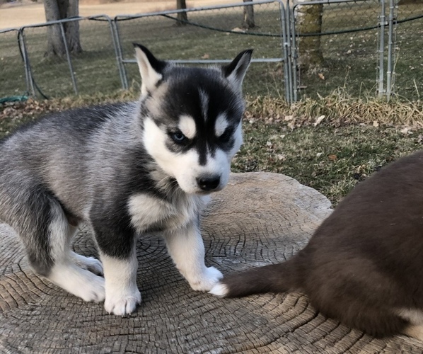 Medium Photo #2 Siberian Husky Puppy For Sale in SILVERWOOD, MI, USA