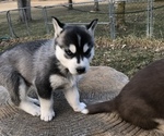 Small Photo #2 Siberian Husky Puppy For Sale in SILVERWOOD, MI, USA