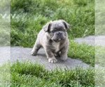 Small Photo #1 French Bulldog Puppy For Sale in LINCOLN, CA, USA