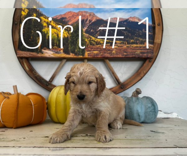 Medium Photo #2 Goldendoodle Puppy For Sale in MONTROSE, CO, USA