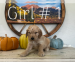 Small Photo #2 Goldendoodle Puppy For Sale in MONTROSE, CO, USA