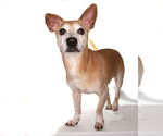 Small #2 Beagle