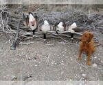 Small #11 Labrador Retriever
