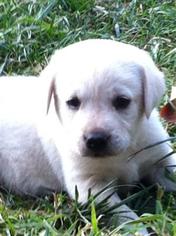 Labrador Retriever Puppy for sale in LEBANON, OR, USA