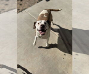 Mutt Dogs for adoption in Chandler, AZ, USA