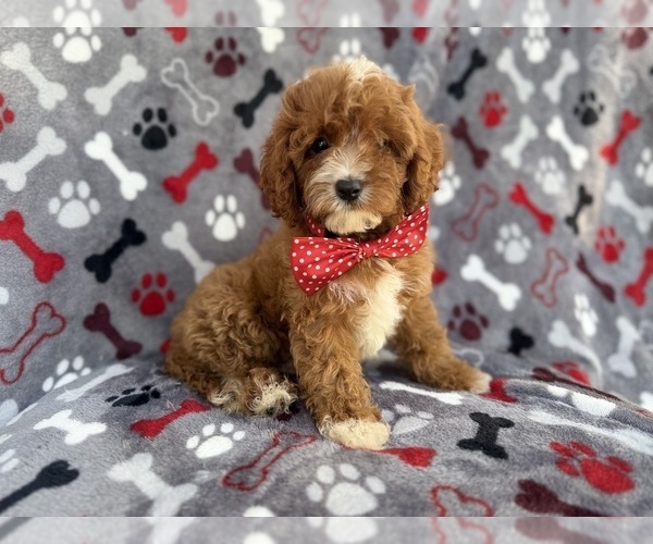 Medium Photo #1 Cavapoo (Miniature) Puppy For Sale in LAKELAND, FL, USA