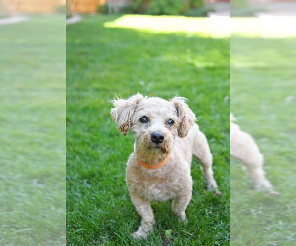 Medium Photo #7 Dachshund-Unknown Mix Puppy For Sale in Sandy, UT, USA