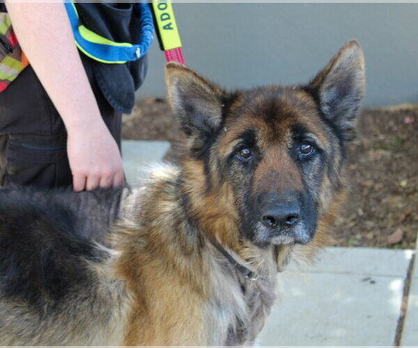 Medium Photo #3 German Shepherd Dog Puppy For Sale in Martinez, CA, USA