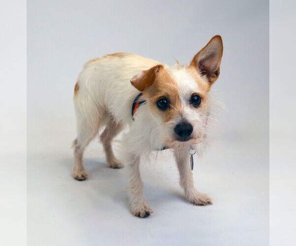 Medium Photo #2 Border Terrier-Chihuahua Mix Puppy For Sale in Princeton, MN, USA