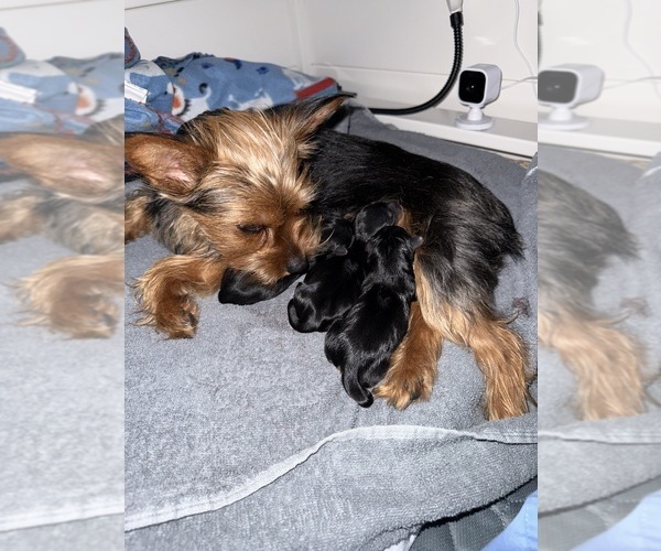 Medium Photo #21 Yorkshire Terrier Puppy For Sale in ARLINGTON, TN, USA