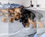 Small #20 Yorkshire Terrier
