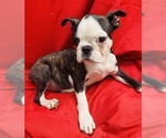 Small Photo #2 Faux Frenchbo Bulldog Puppy For Sale in WATERVLIET, NY, USA