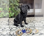 Small Photo #4 Labrador Retriever Puppy For Sale in GREENWOOD, IN, USA