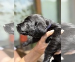 Small #12 Labrador Retriever