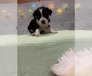 American Pit Bull Terrier Dogs for adoption in Modesto, CA, USA