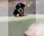 A614929 - Female American Pit Bull Terrier Dog for Adoption - Small photo
