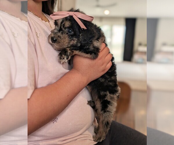 Medium Photo #5 Bernedoodle-Golden Mountain Dog Mix Puppy For Sale in DAVIS, CA, USA