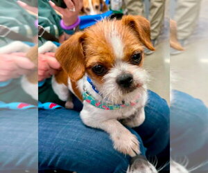 Brussels Griffon-Unknown Mix Dogs for adoption in Fairfax, VA, USA