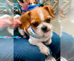 Small Brussels Griffon Mix