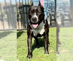 Small #3 American Staffordshire Terrier Mix