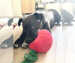 Small #3 American Pit Bull Terrier-Labrador Retriever Mix