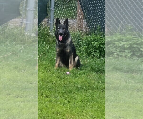 Medium Photo #1 German Shepherd Dog Puppy For Sale in PITTSBURGH, PA, USA