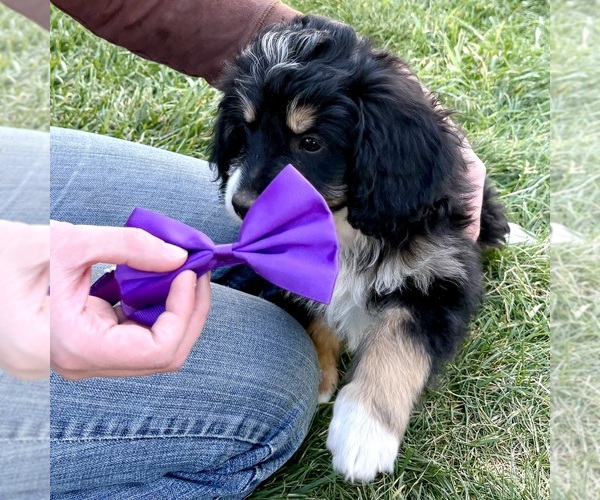 Medium Photo #3 Bernedoodle (Miniature) Puppy For Sale in ROY, UT, USA