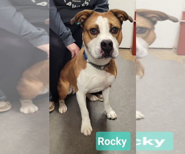 Medium Photo #1 Boxer-Unknown Mix Puppy For Sale in Richmond, IN, USA