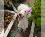 Small Photo #1 Goldendoodle Puppy For Sale in PEYTON, CO, USA