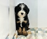 Small #4 Miniature Bernedoodle