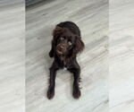 Small #7 Boykin Spaniel